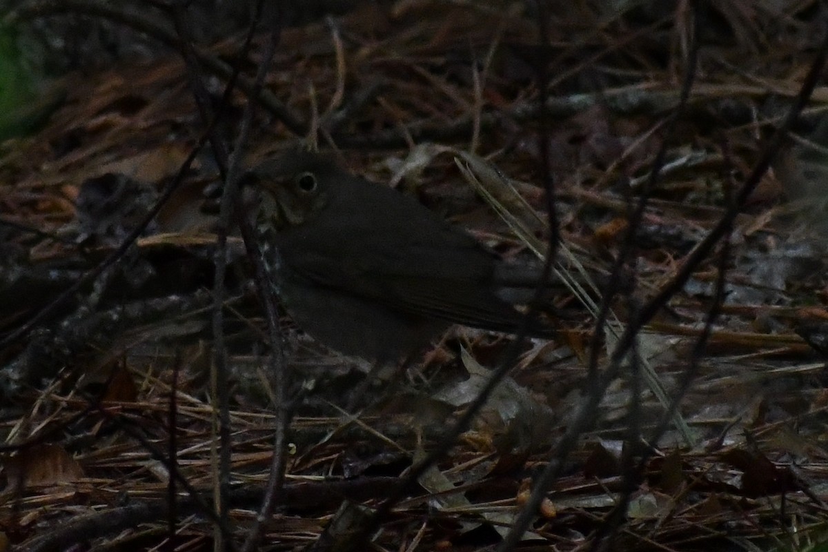 Swainson's Thrush (Olive-backed) - ML656352296