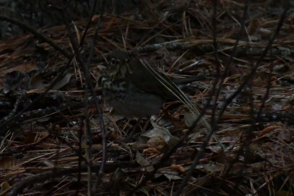 Swainson's Thrush (Olive-backed) - ML656352297