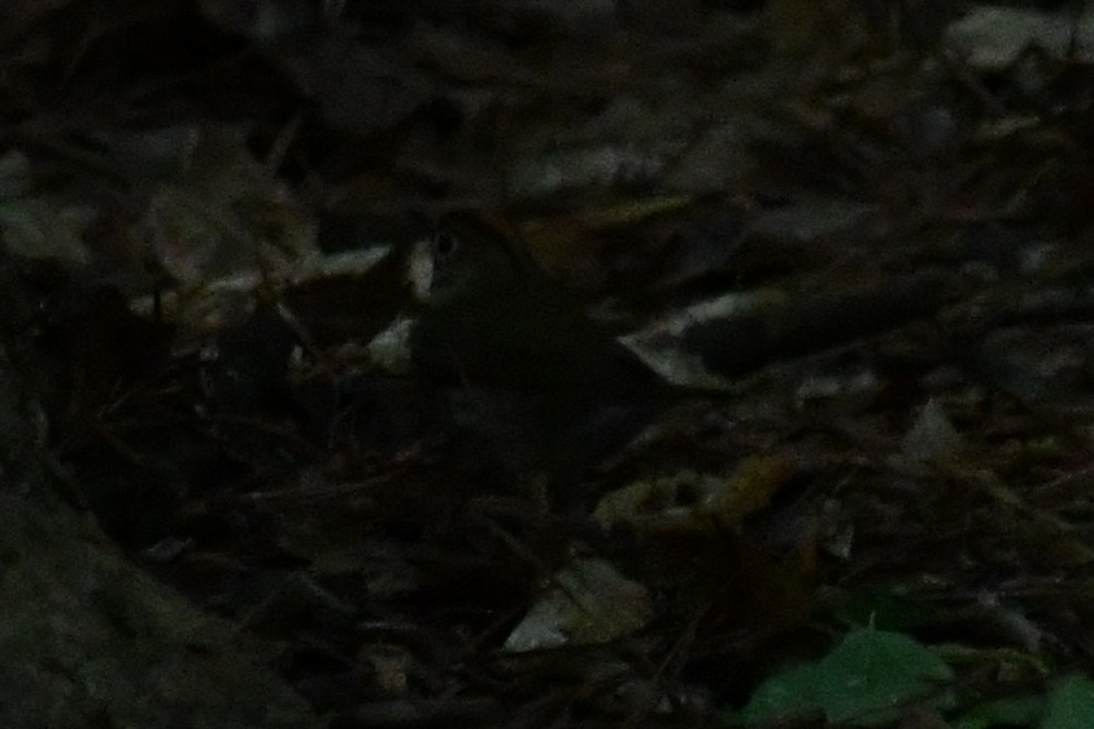 Ovenbird - ML656352306