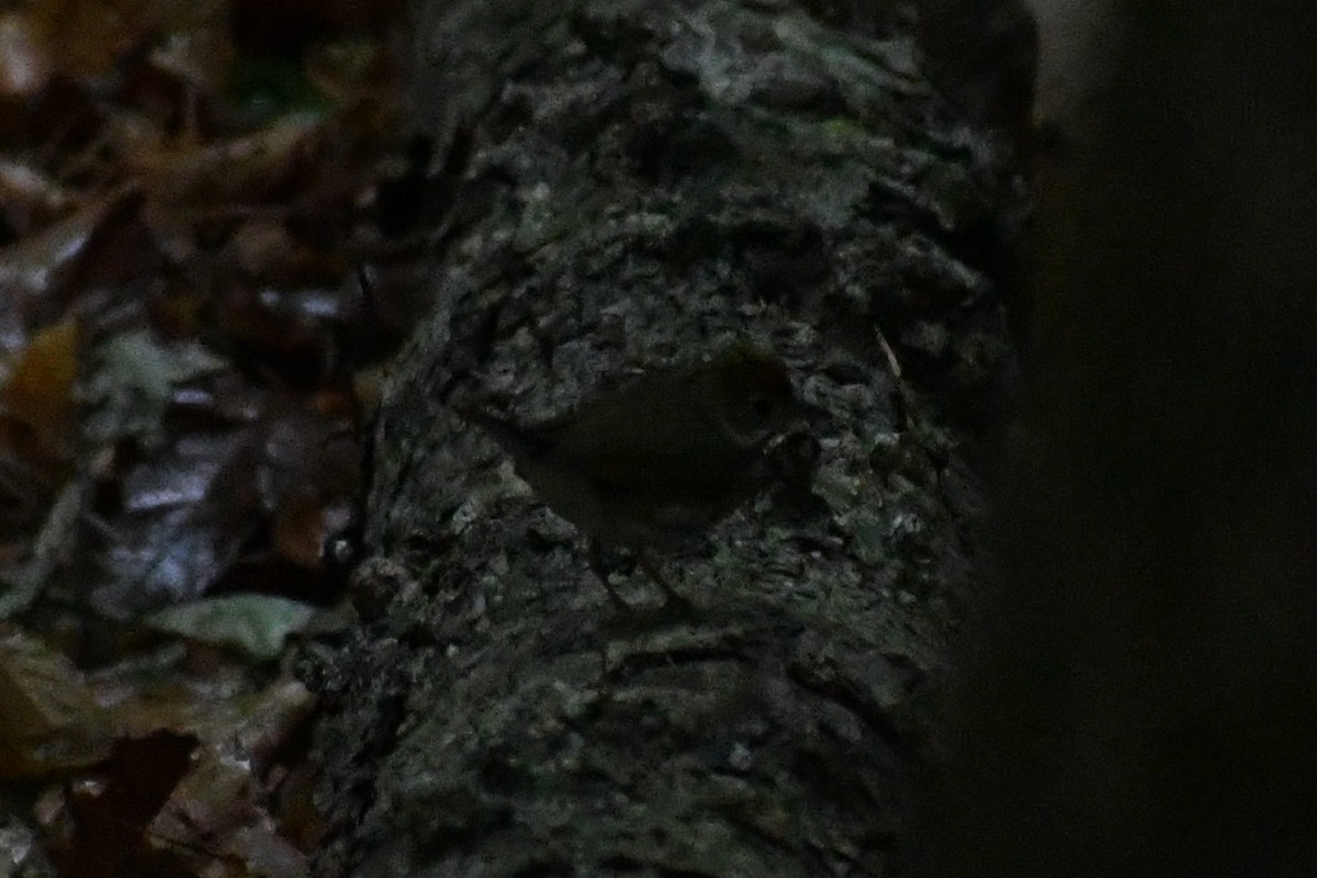 Ovenbird - ML656352307