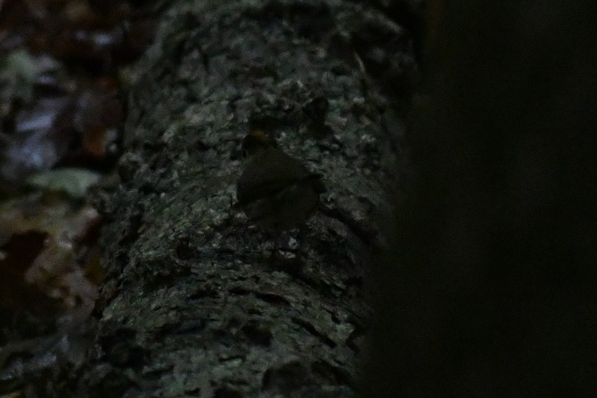 Ovenbird - ML656352308
