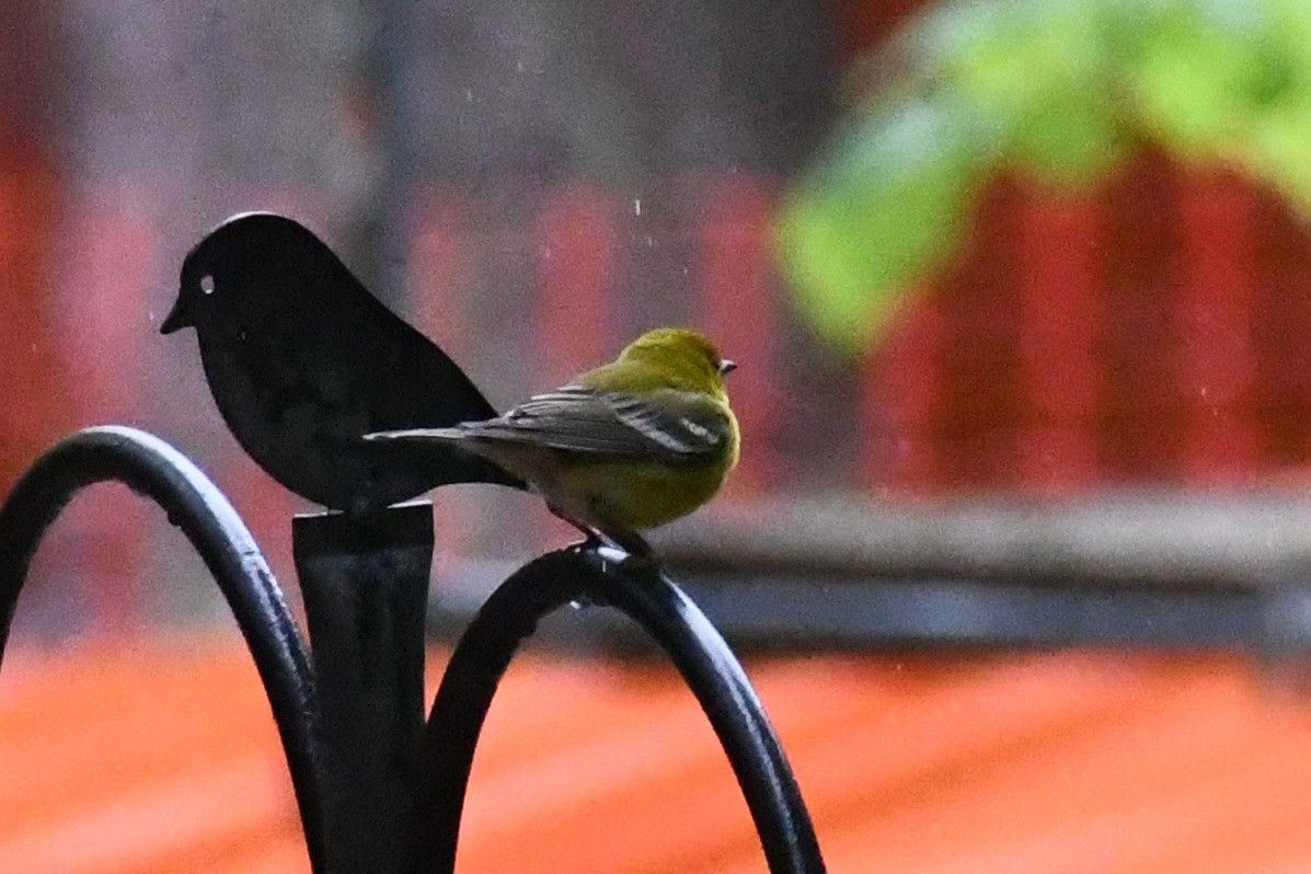 Pine Warbler - ML656352310
