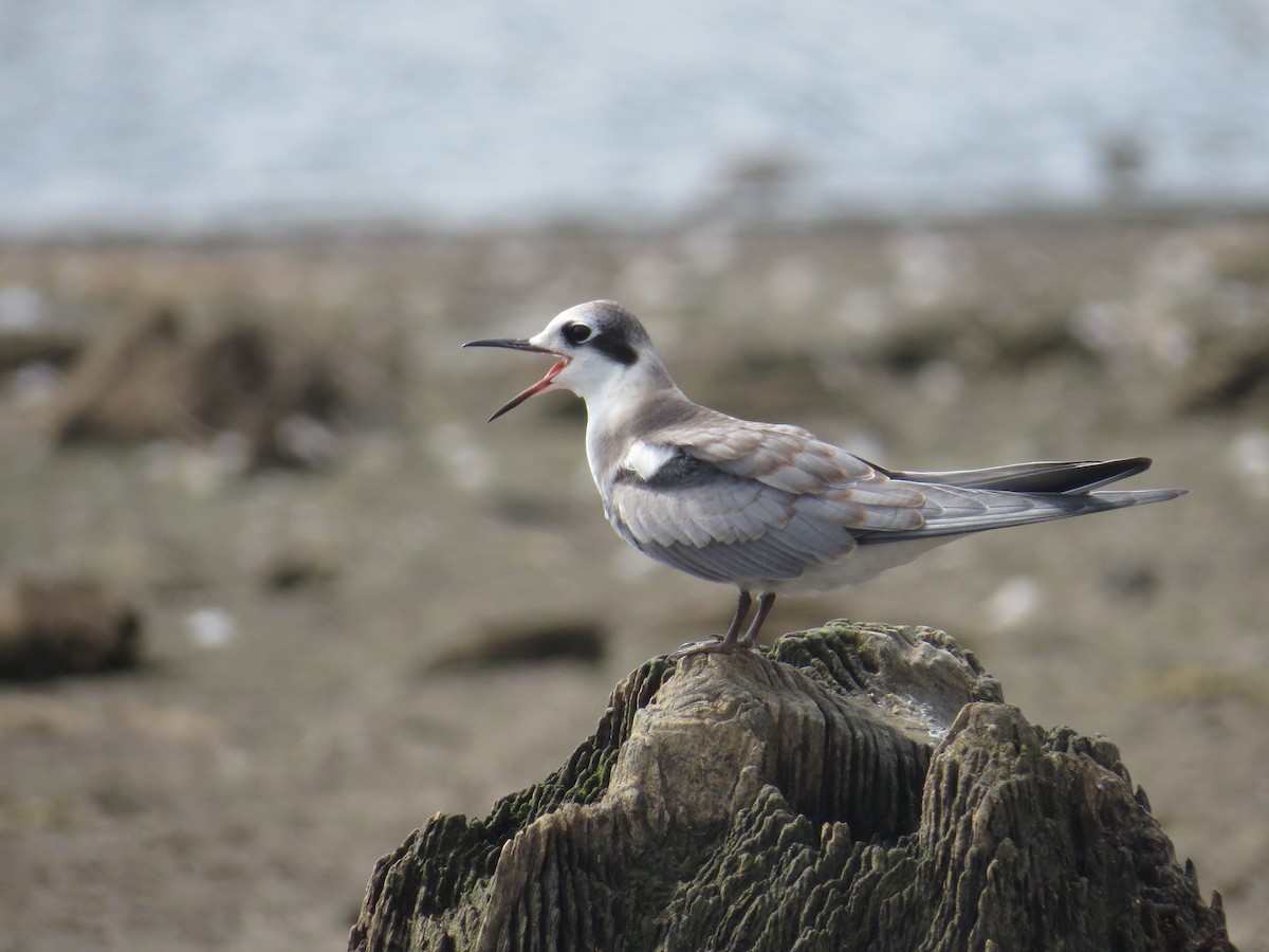 Black Tern - ML65635251