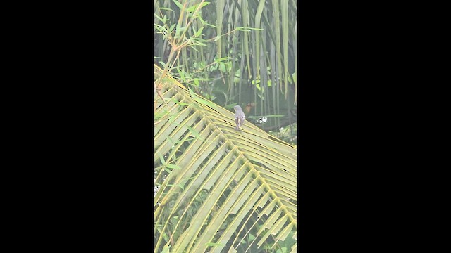 myrteparula - ML656353752