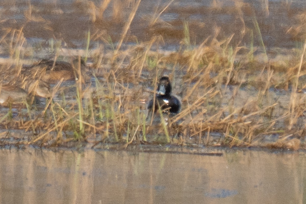 eBird Checklist - 1 May 2026 - Hope Marsh - 40 species
