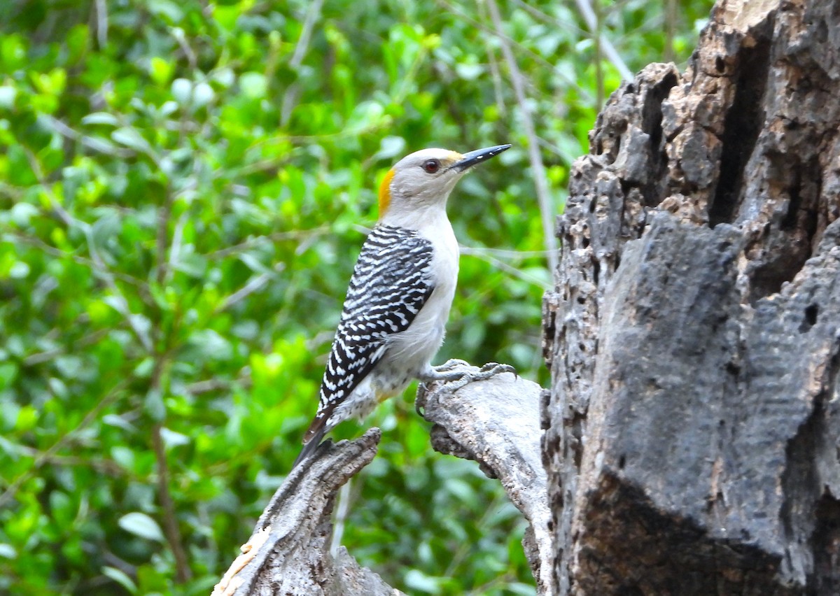 eBird Checklist - 28 Apr 2026 - Quinta Mazatlan WBC (LTC 063) - 14 species