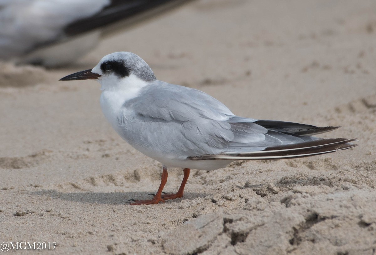 Forster's Tern - Mary Catherine Miguez