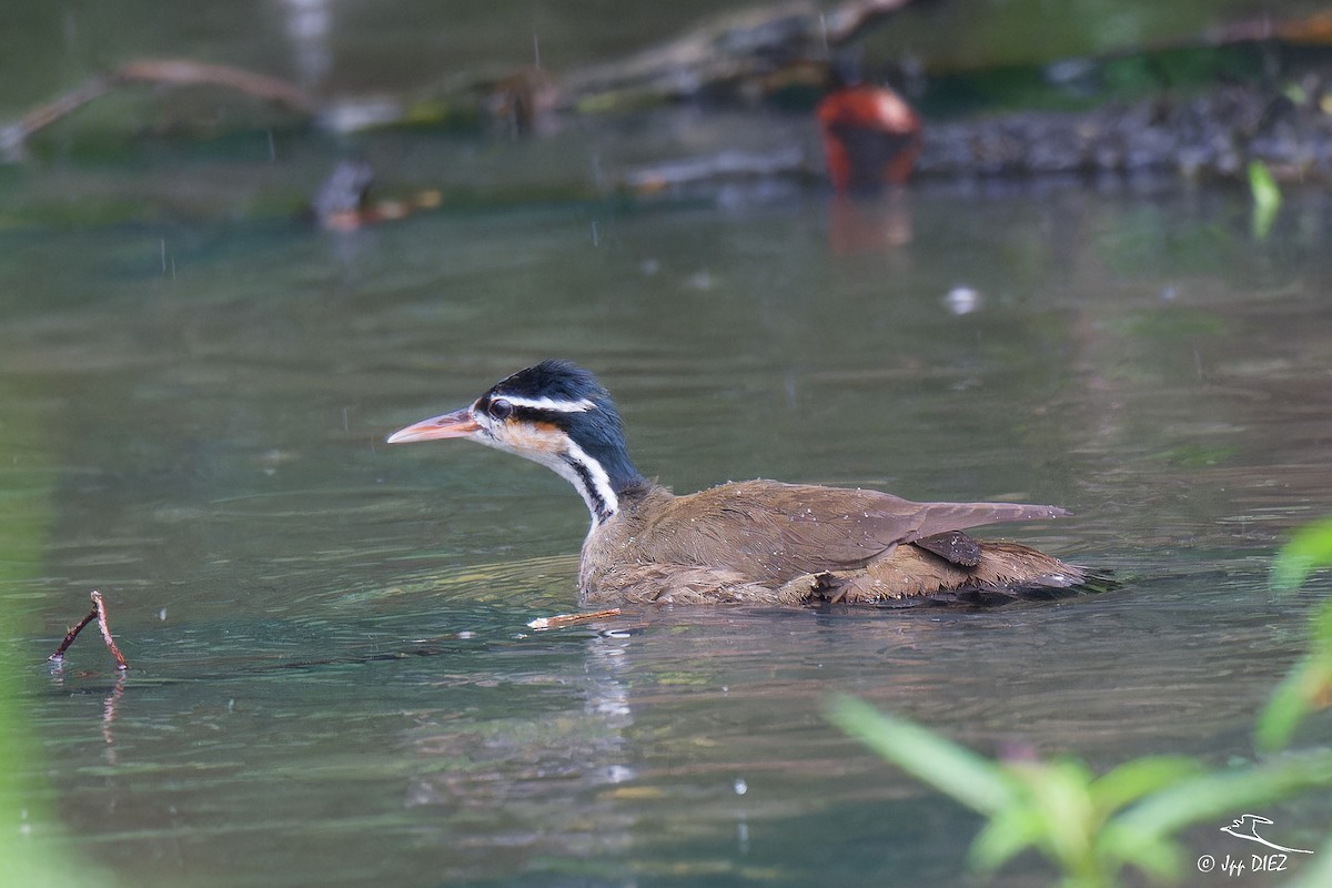 Sungrebe - ML656365546