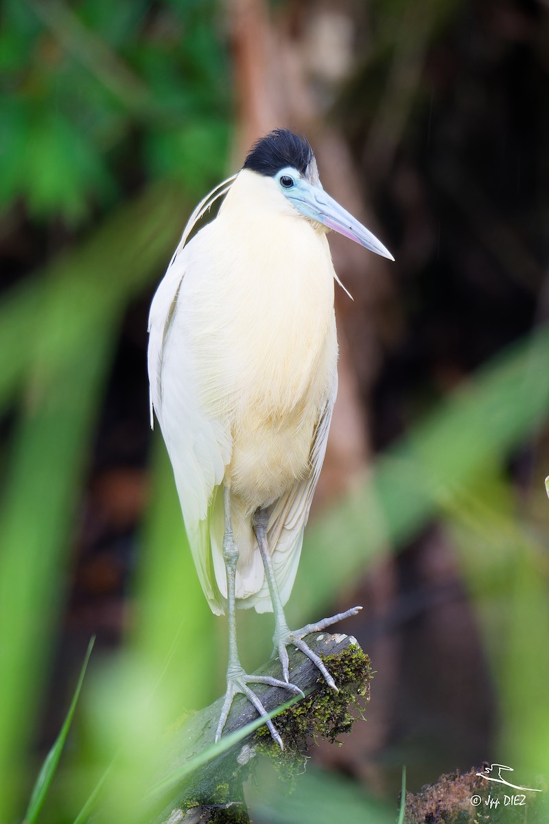 Capped Heron - ML656365622