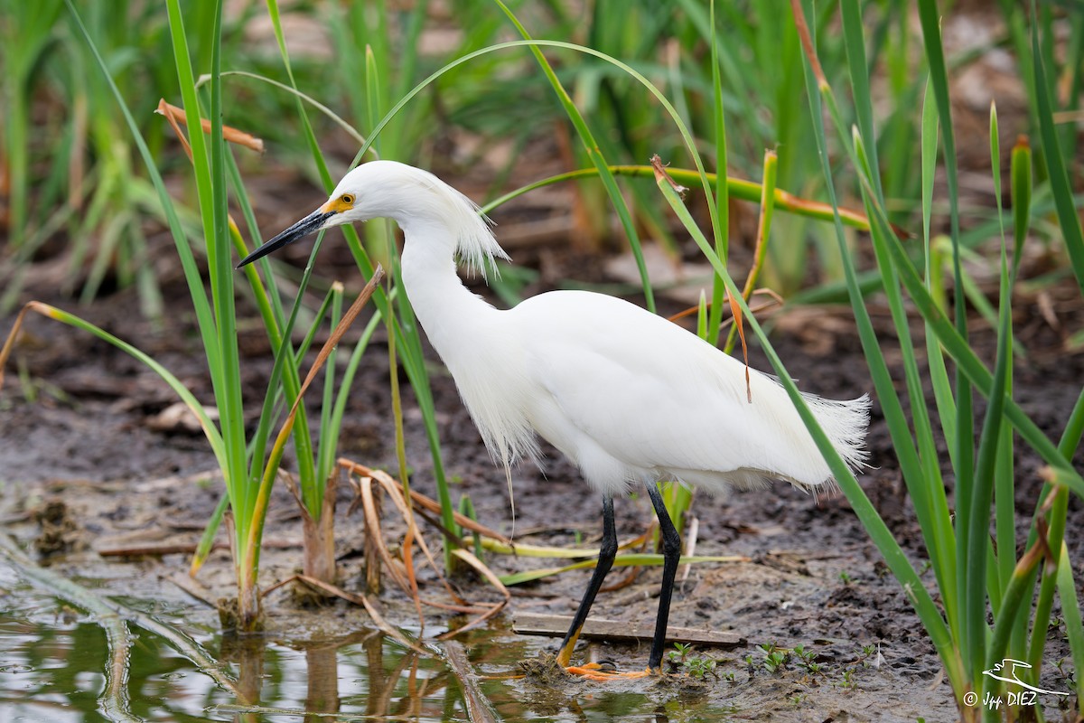 Snowy Egret - ML656365996