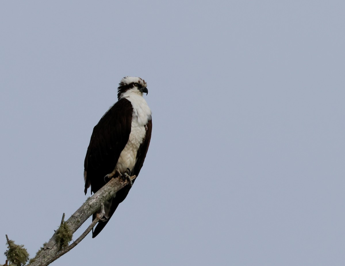 Arrano arrantzalea (carolinensis) - ML656369019