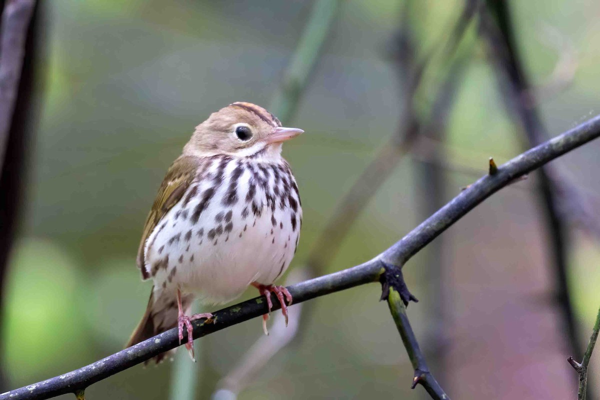 Ovenbird - ML656370804