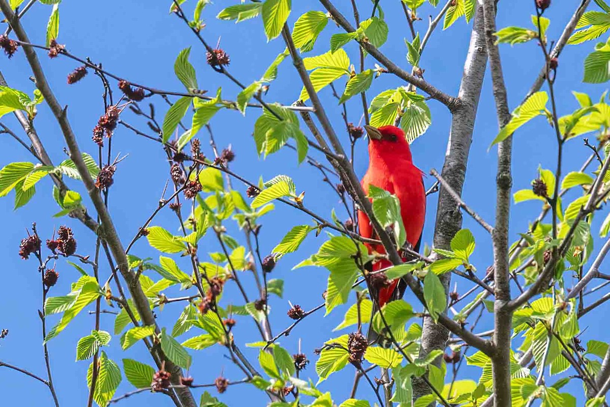 Scarlet Tanager - ML656370880