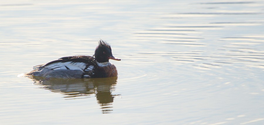 Red-breasted Merganser - ML65637091