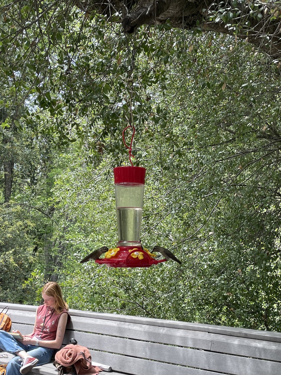 Colibrí de Anna - ML656371112