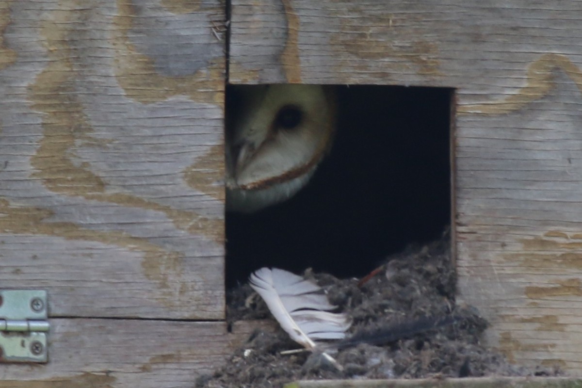 eBird Checklist - 2 May 2026 - Peabody WMA, Sinclair Unit--S1 south of ...
