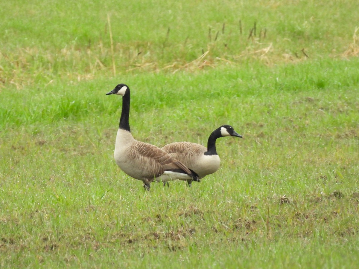 Branta kanadar handia - ML656376839
