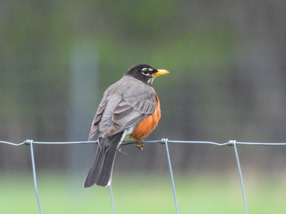 Zozo papargorria - ML656376852