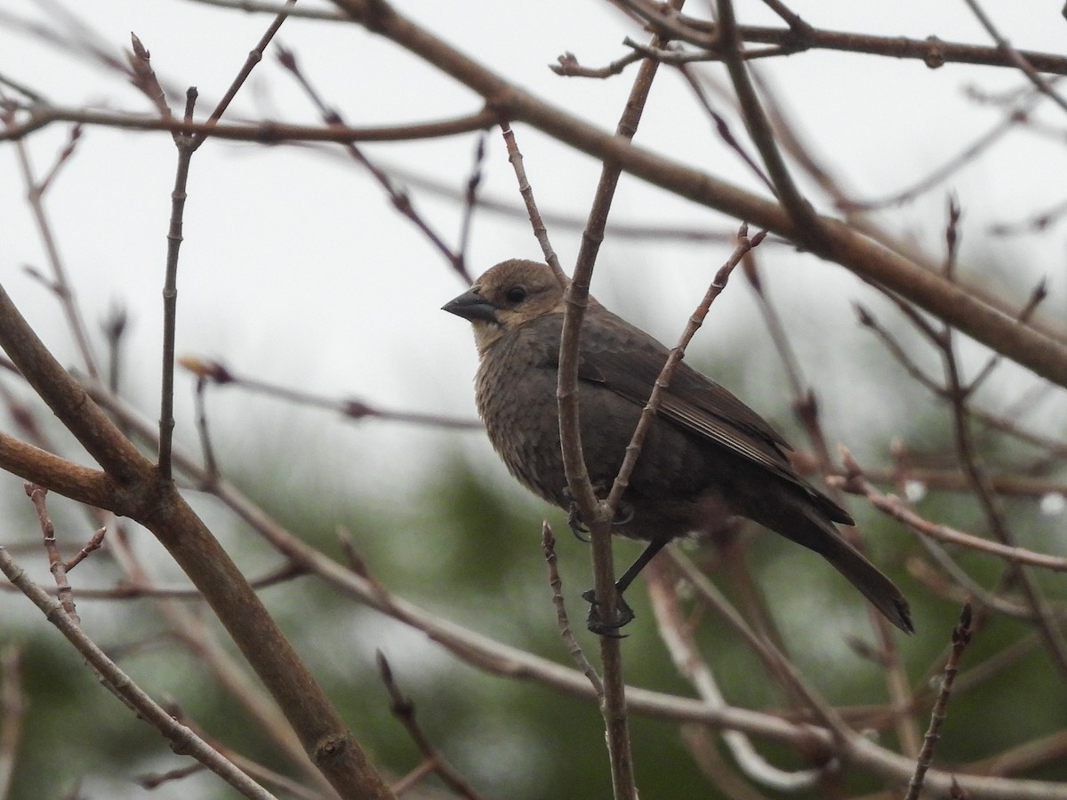 Brown-headed Cowbird - ML656376870