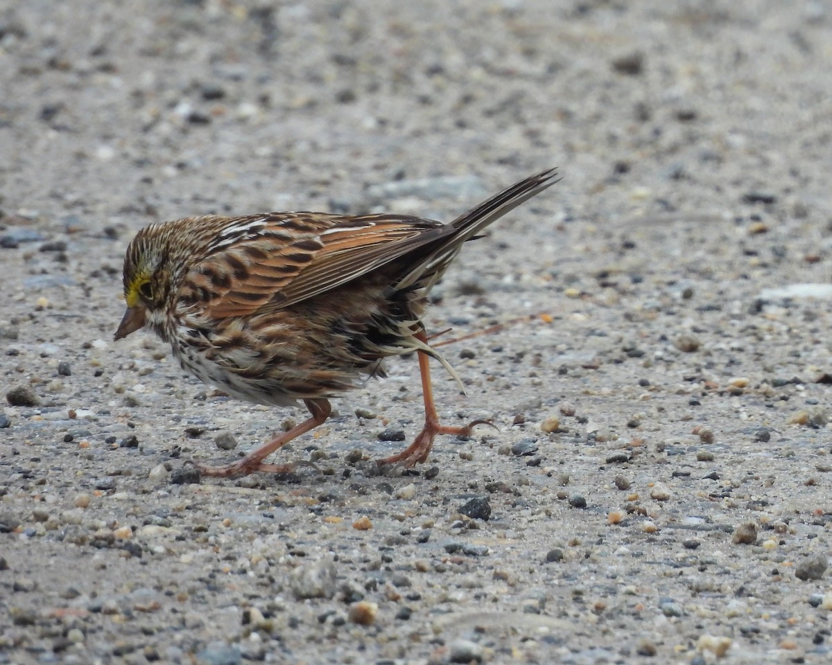 Savannah Sparrow - ML656376880