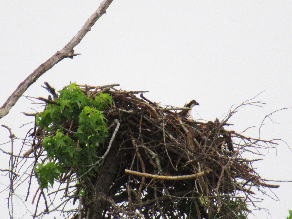 Osprey - ML656376935