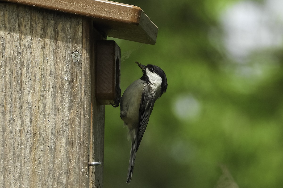 Carolina Chickadee - ML656377986