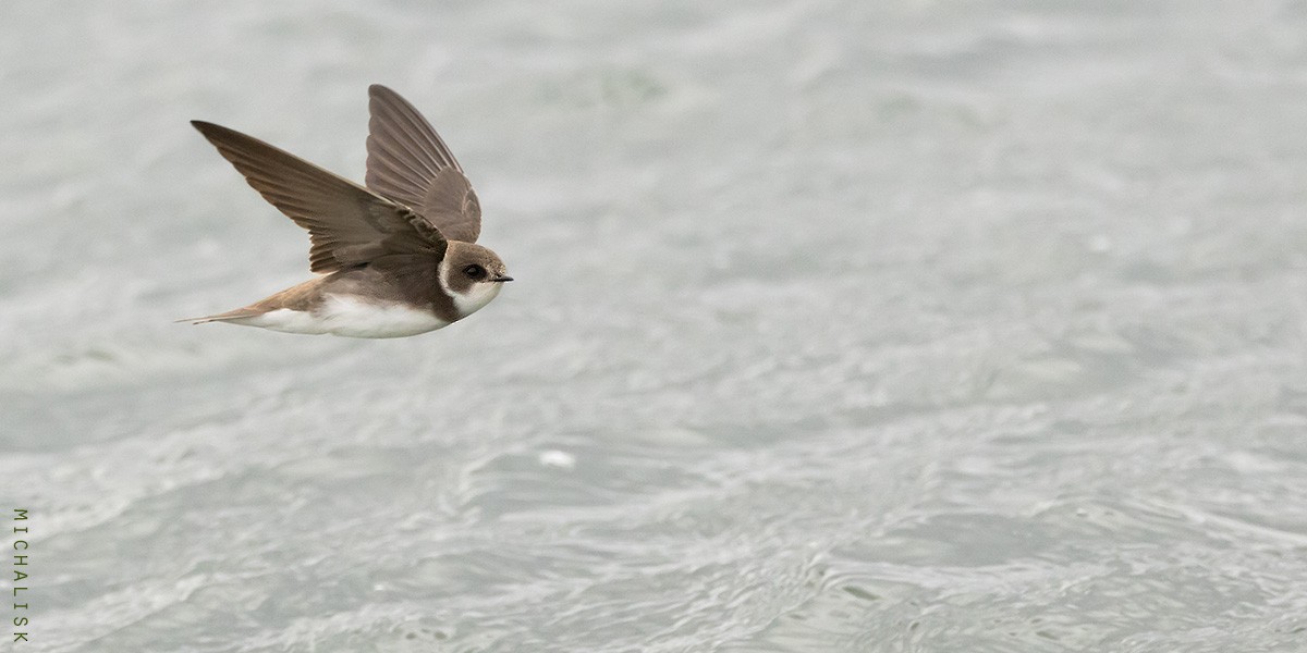 Bank Swallow - ML656379369
