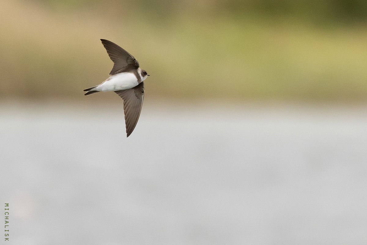 Bank Swallow - ML656379370