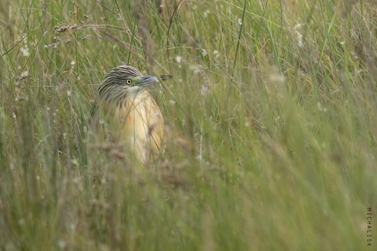 Squacco Heron - ML656379383