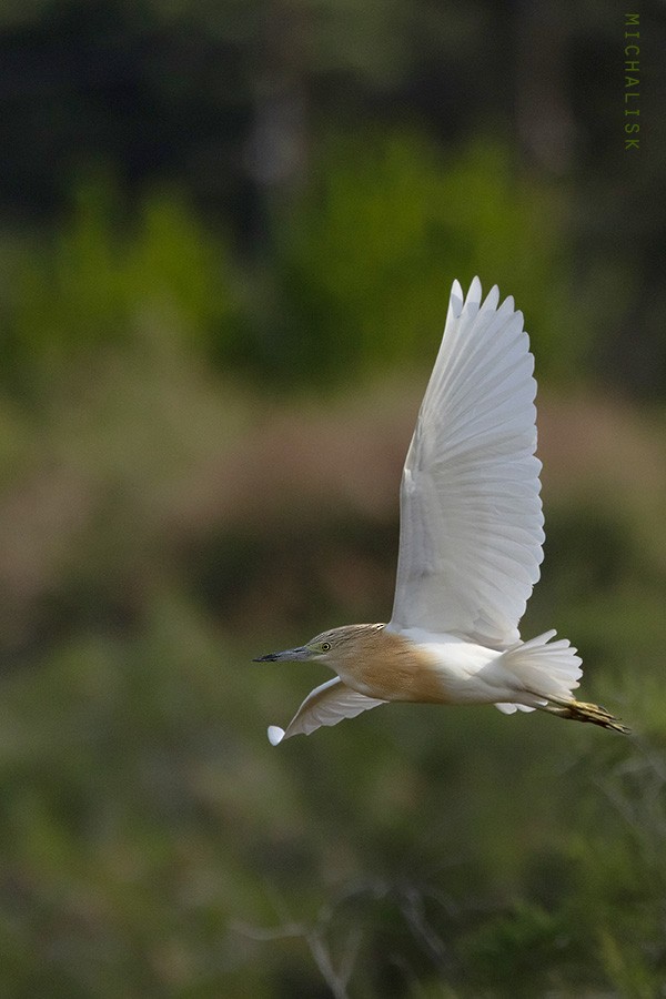 Squacco Heron - ML656379384