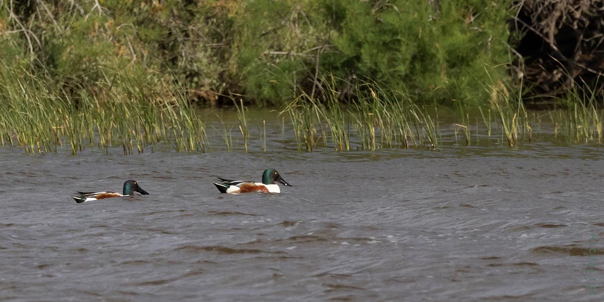 Northern Shoveler - ML656379426