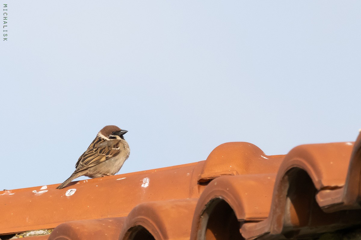 Eurasian Tree Sparrow - ML656379467