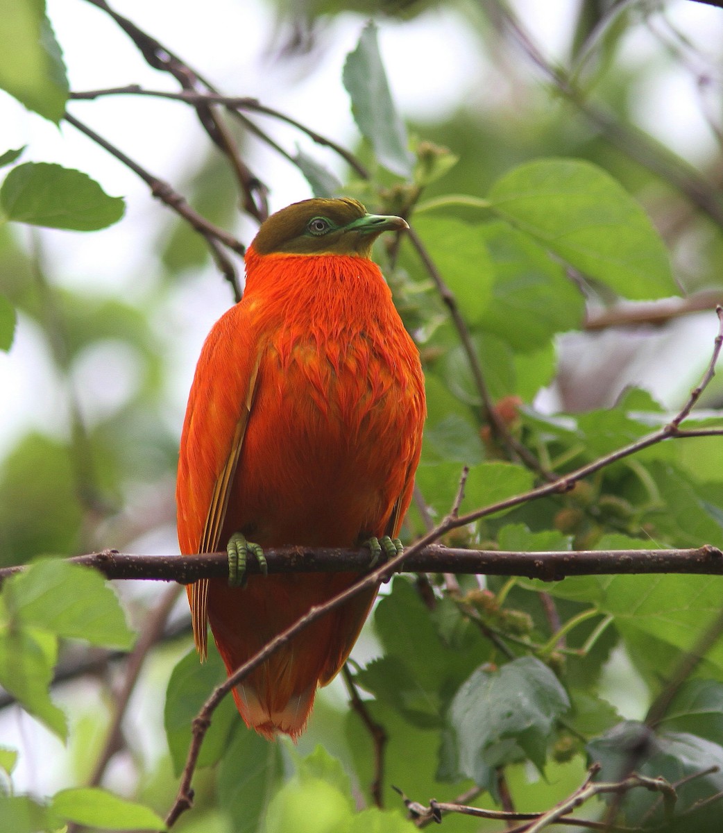 Orange Dove - ML65638051