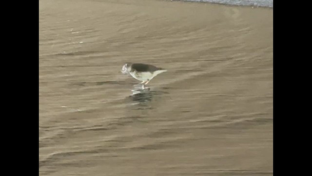 Louisiana Waterthrush - ML656382916