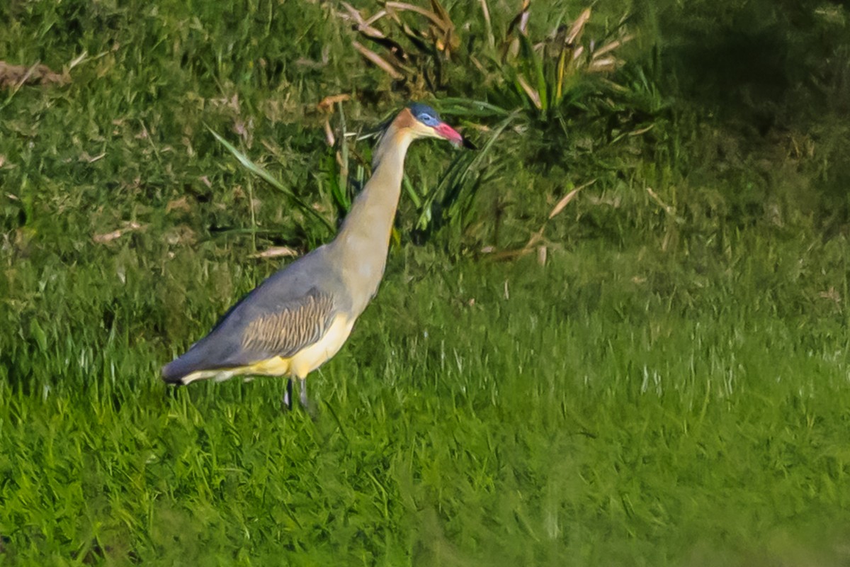 Garza Chiflona - ML656384027