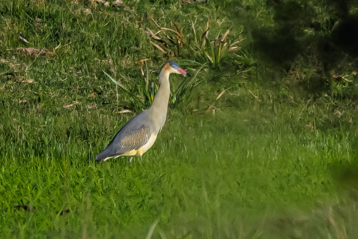 Garza Chiflona - ML656384030