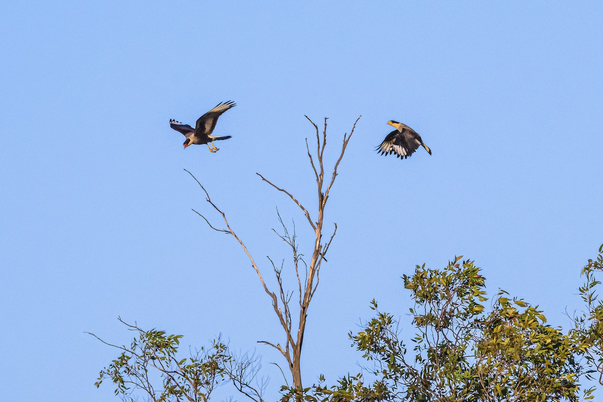 Caracara Carancho - ML656384151