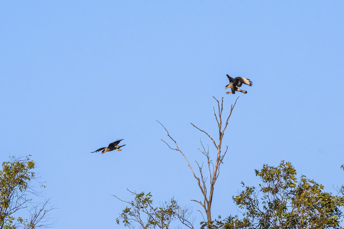 Caracara Carancho - ML656384153