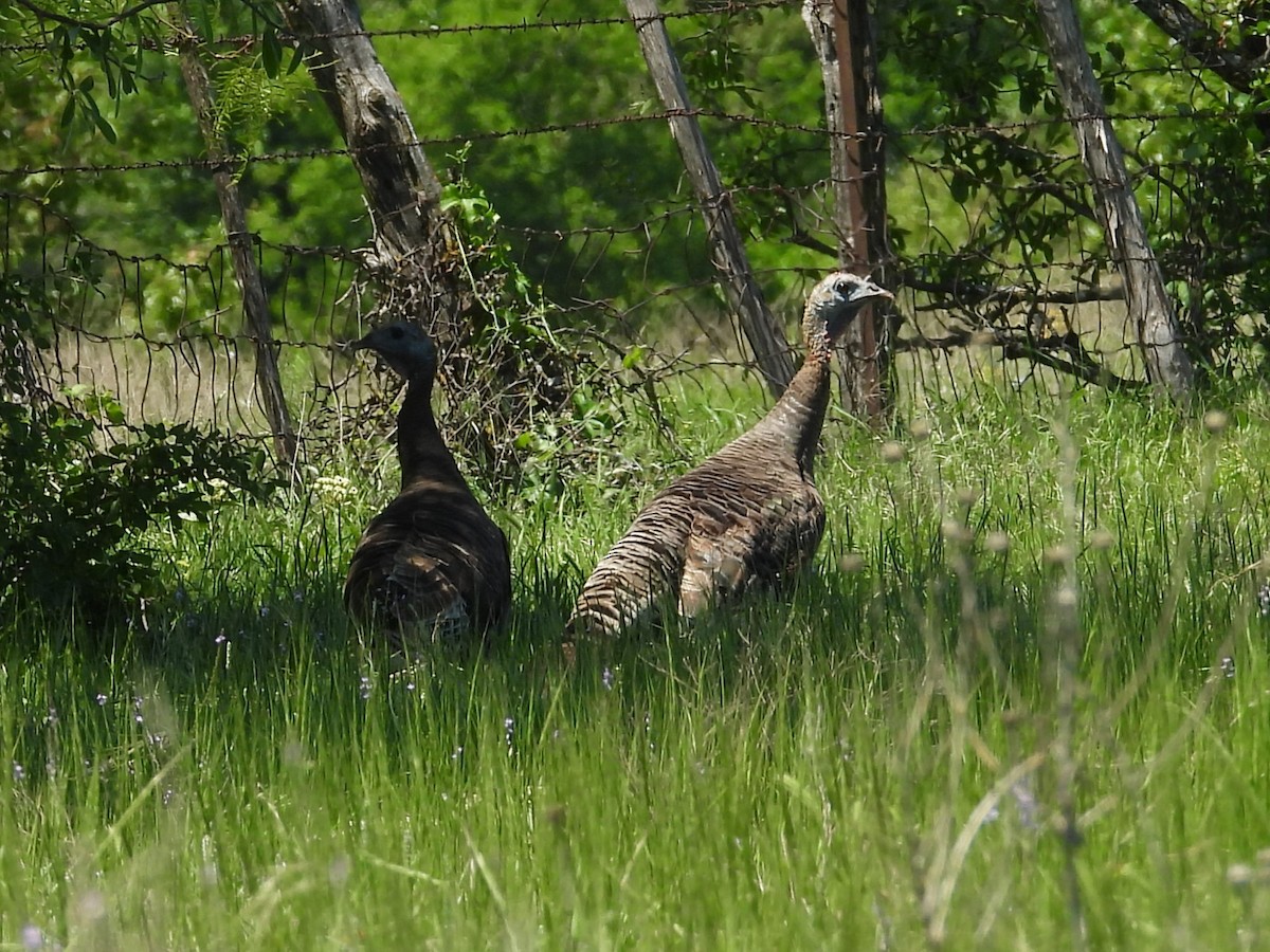 eBird Checklist - 2 May 2026 - Murrin Ranch - 88 species (+1 other taxa)