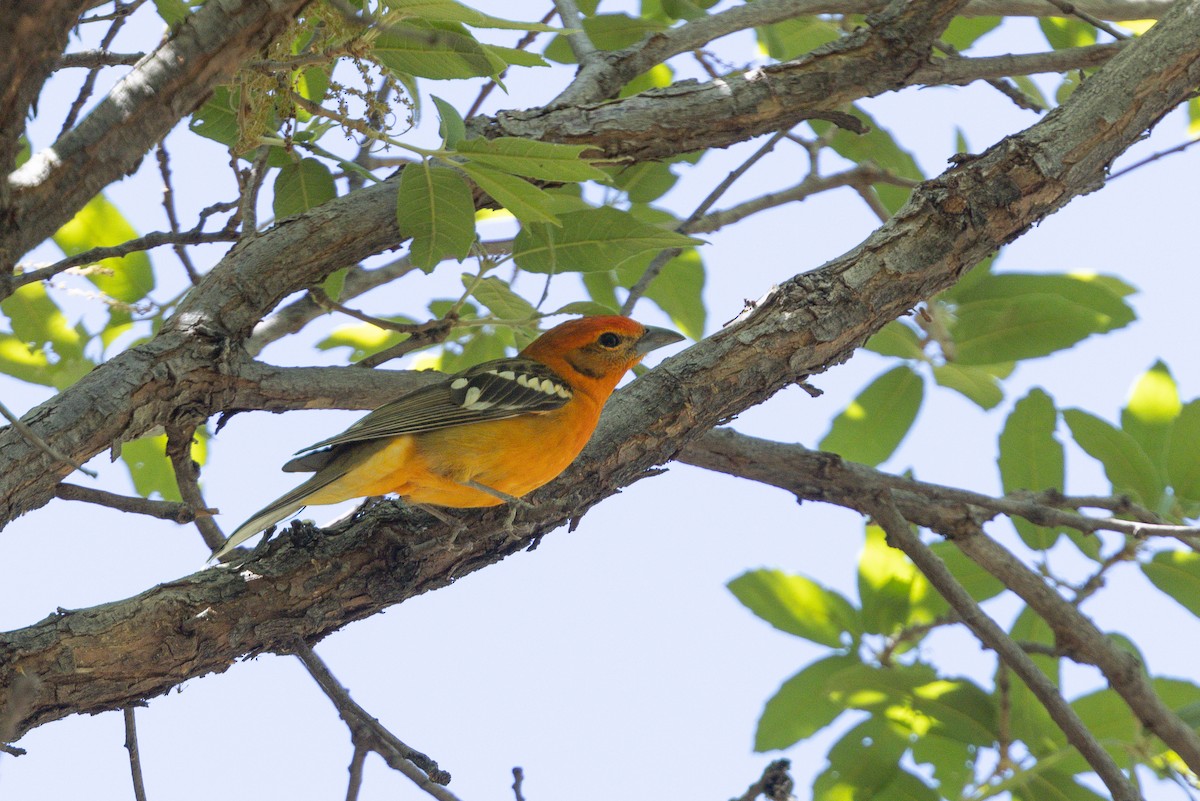 Flame-colored Tanager - ML656385073