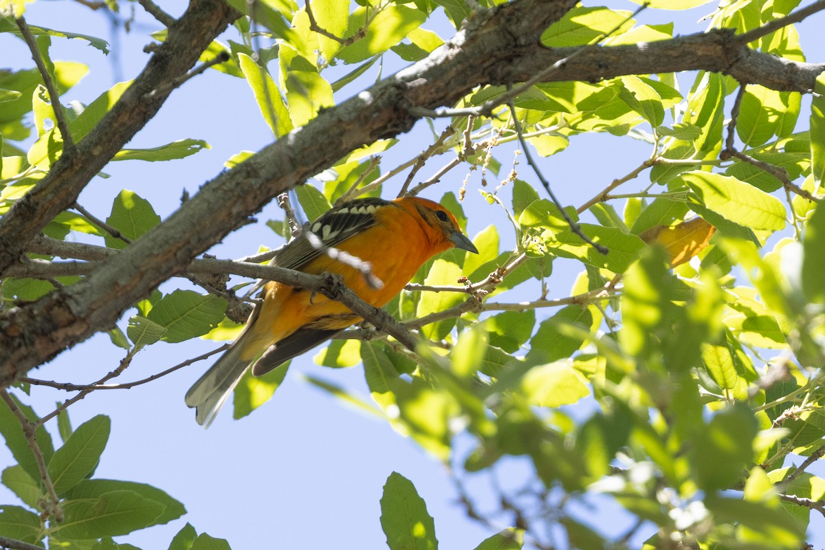 Flame-colored Tanager - ML656385074
