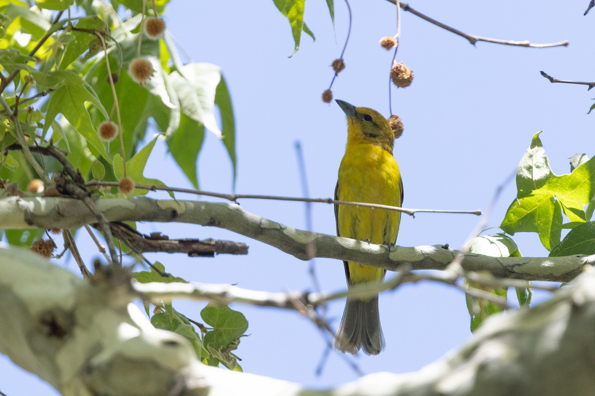Flame-colored Tanager - ML656385075