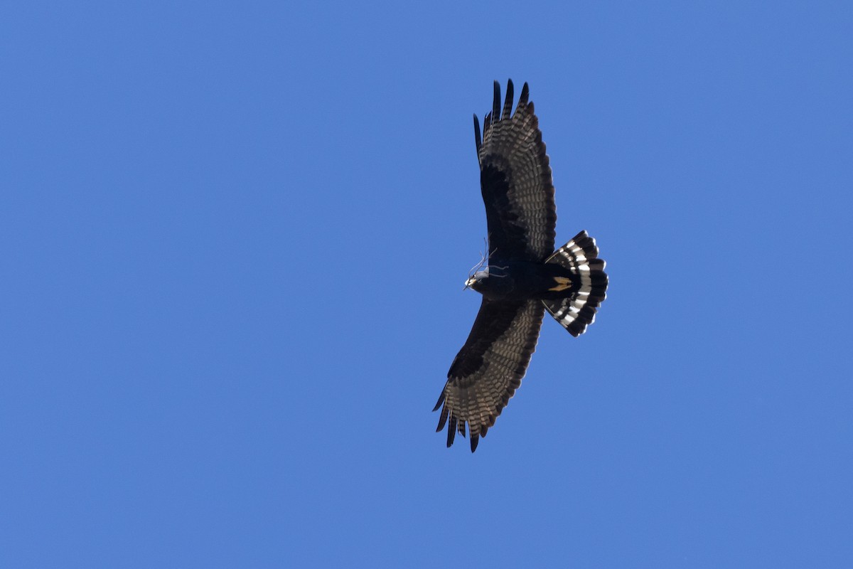 káně černá - ML656385081