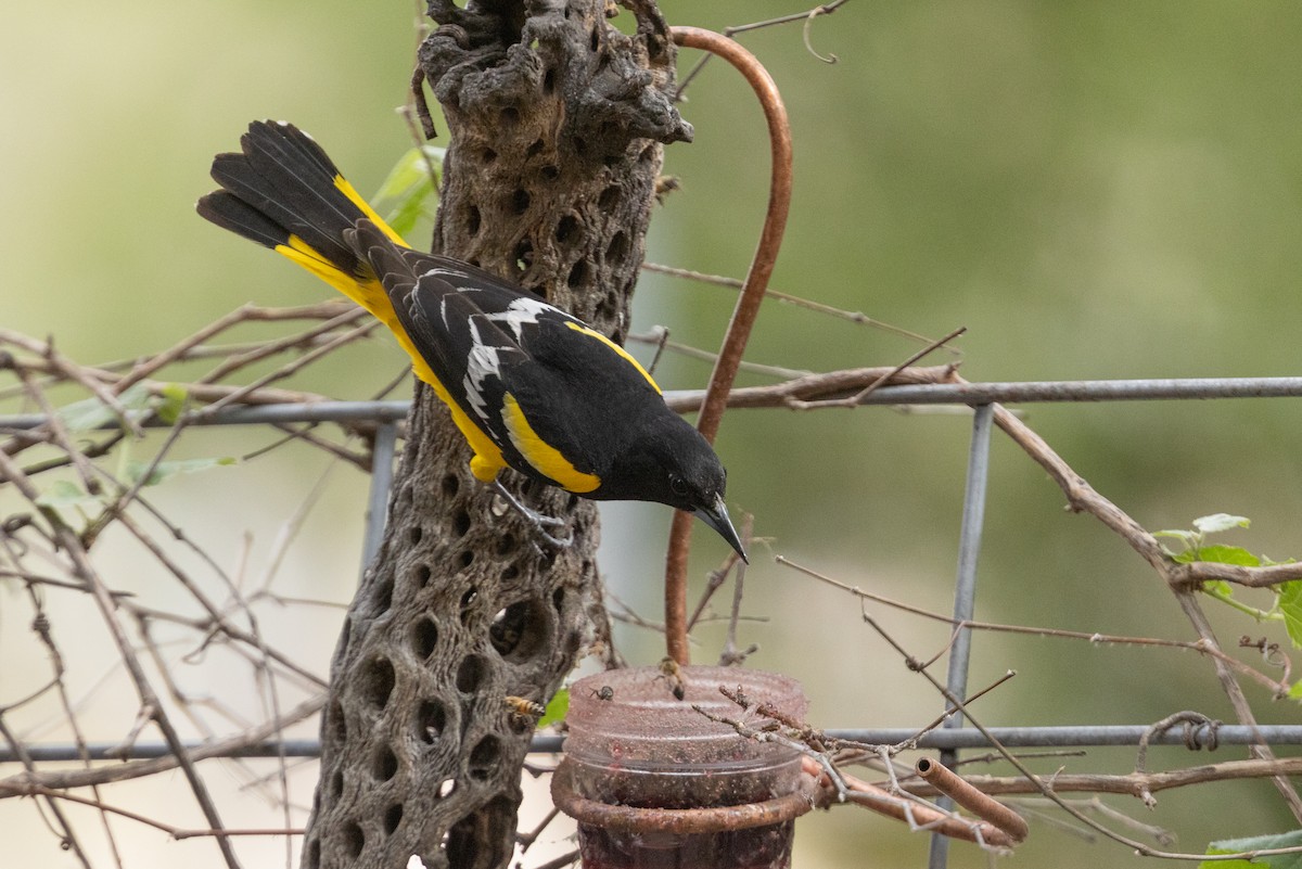 Scott's Oriole - ML656386357