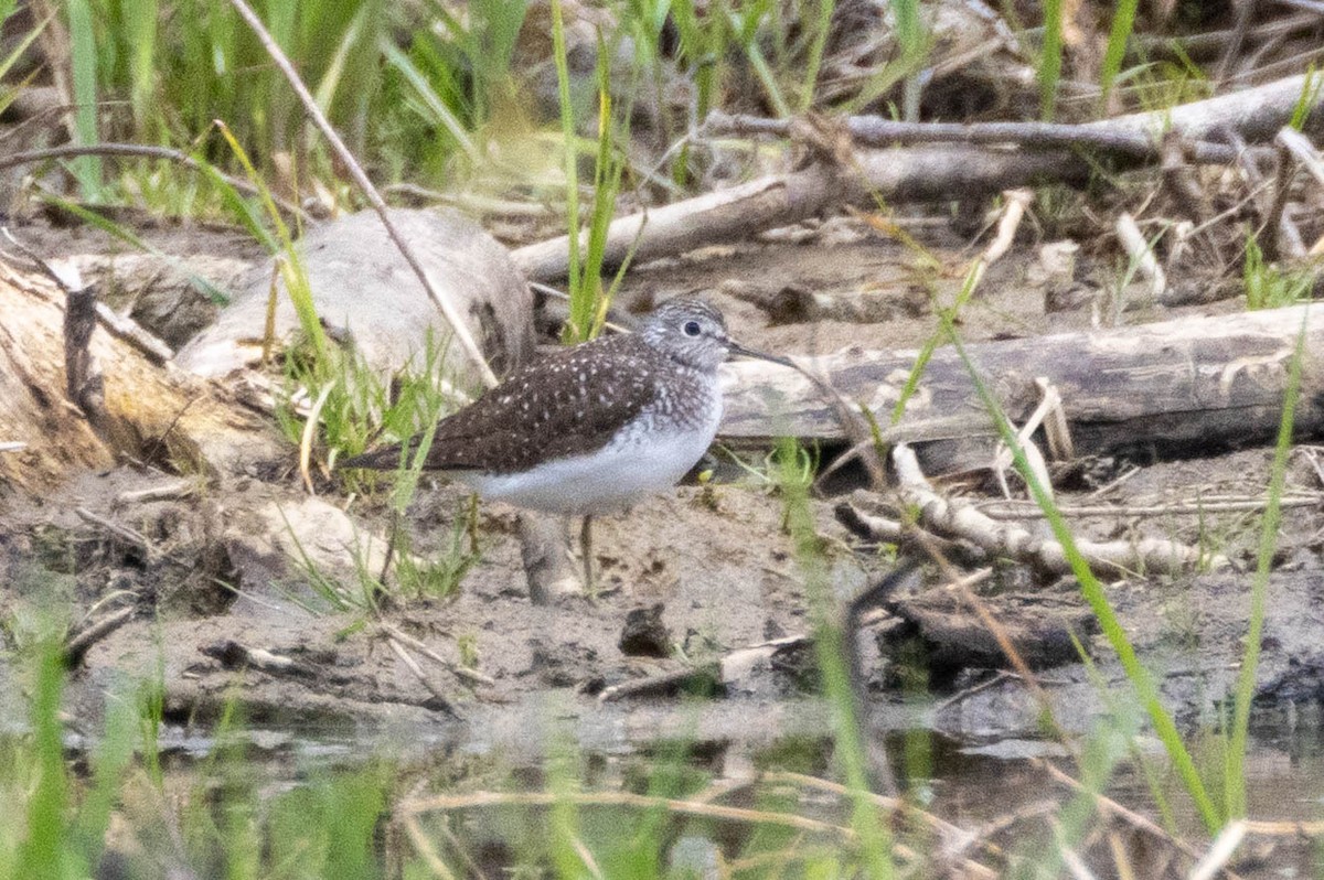 Solitary Sandpiper - ML656386578