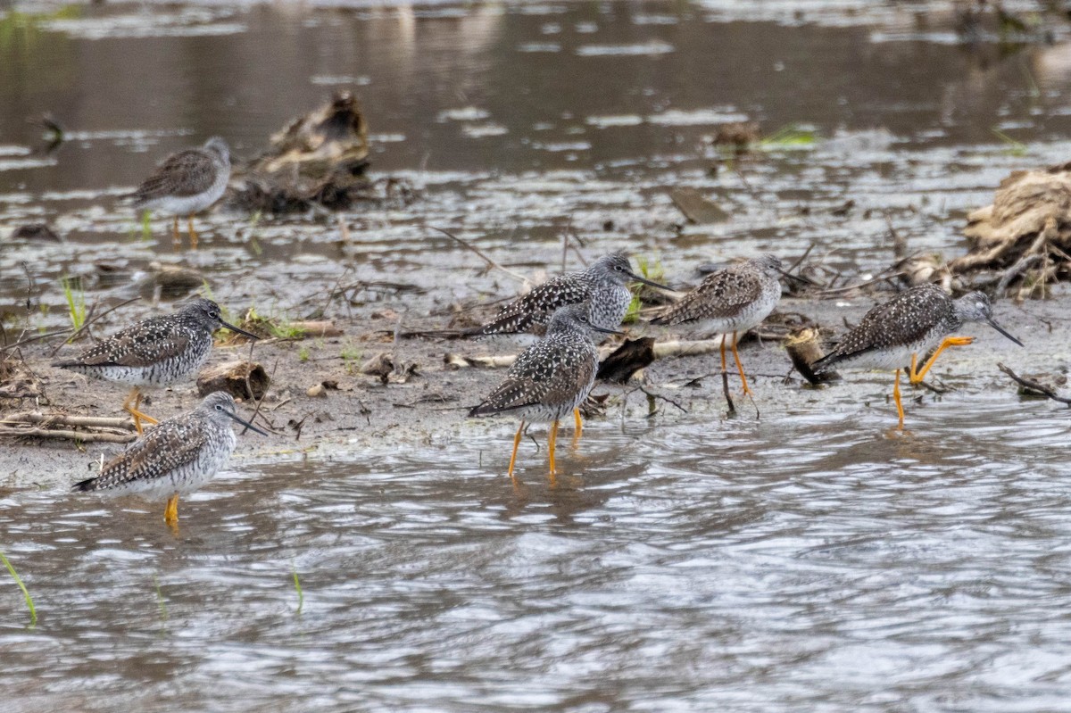Greater Yellowlegs - ML656386597