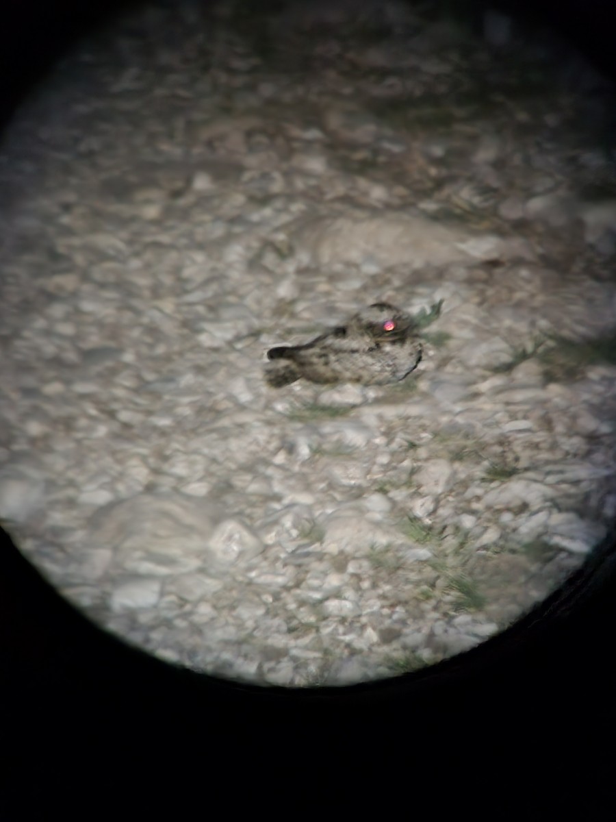 Common Poorwill - ML656387488