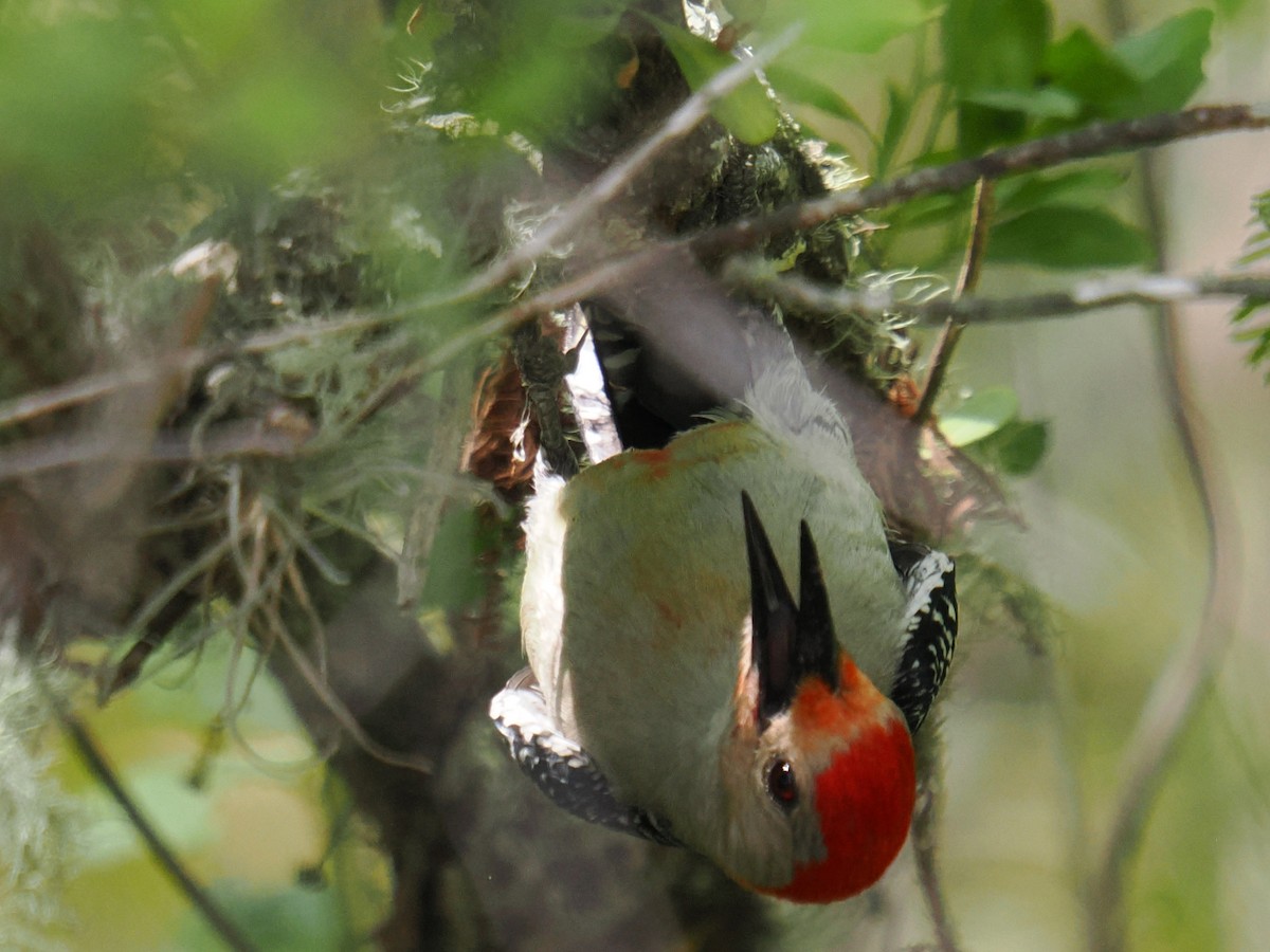 Red-bellied Woodpecker - ML656388355