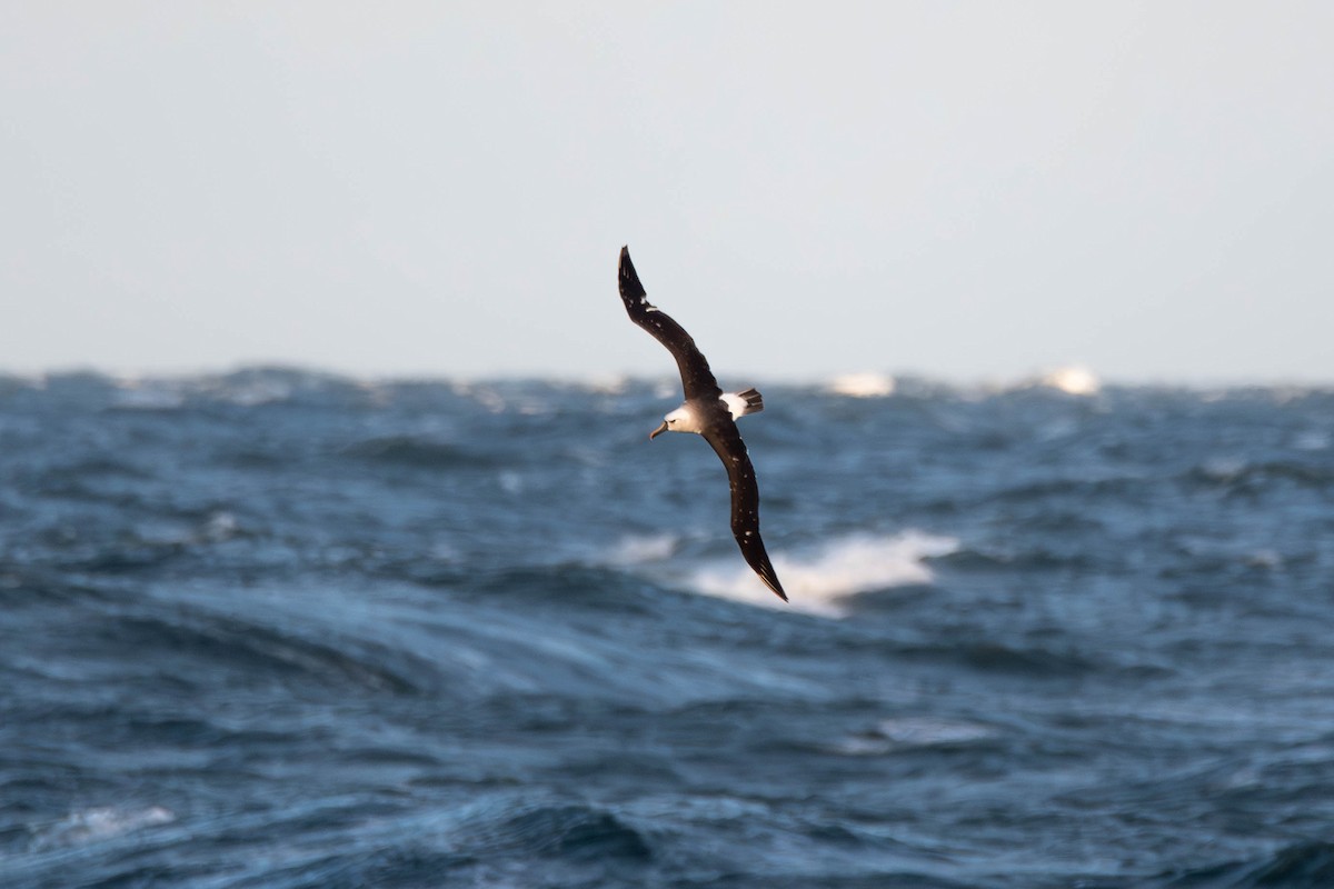 Atlantic Yellow-nosed Albatross - ML656388422