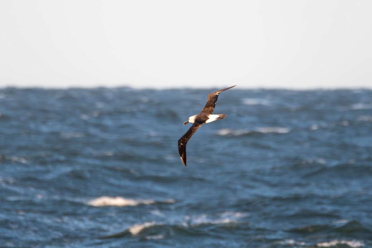 Atlantic Yellow-nosed Albatross - ML656388430